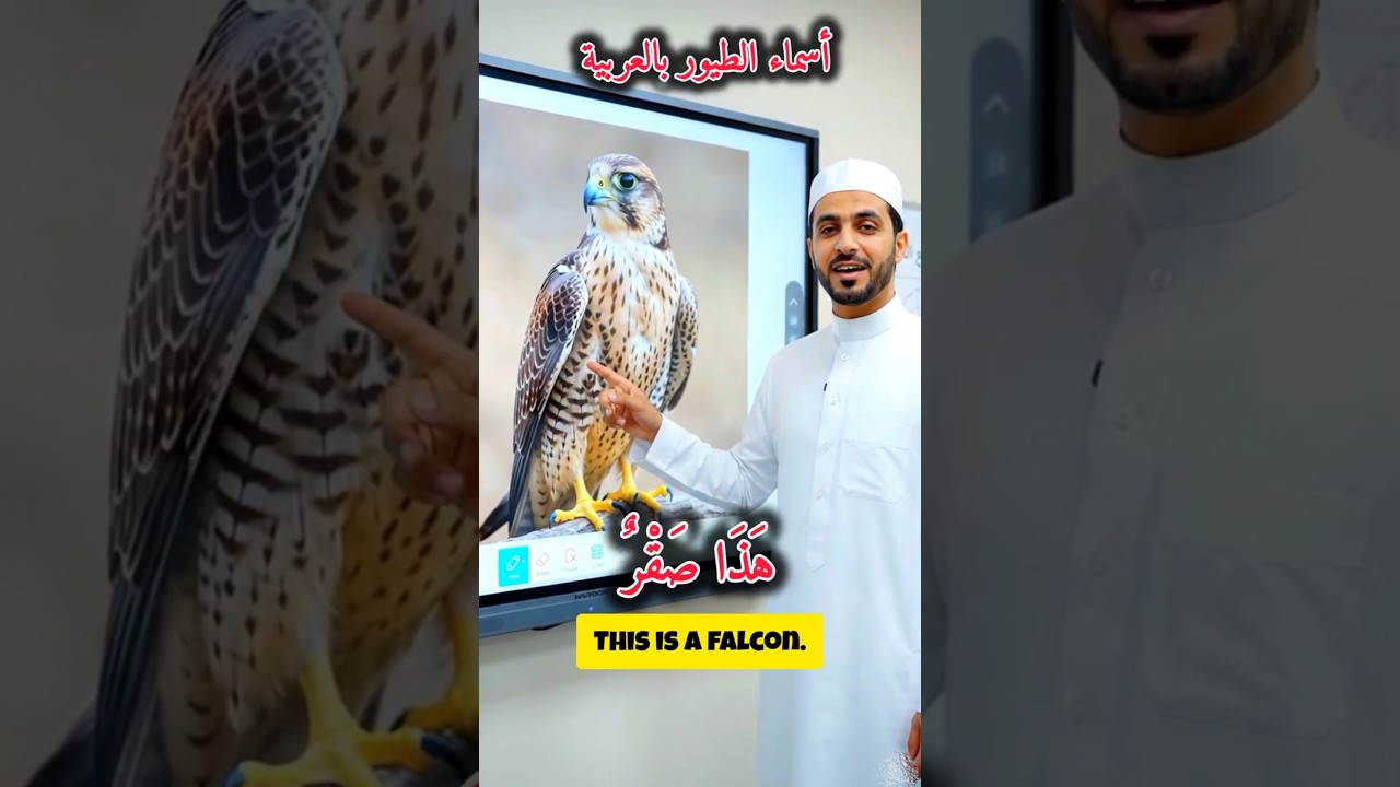 أسماء الطيور بالعربية 🐦 | طيور للأطفال | عصفور، صقر | تعلم العربية.