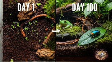 Simulating a Rainforest for 100 Day (AI Experience)