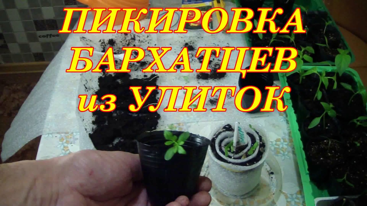 Посев семян в улитку на рассаду. Пикировка бархатцев. Посев бархатцев в улитку на рассаду. Улитка для рассады. Рассада бархатцев в улитке.