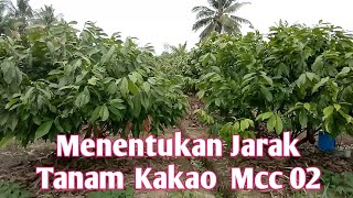 Menentukan Jarak Tanam Kakao Mcc 02