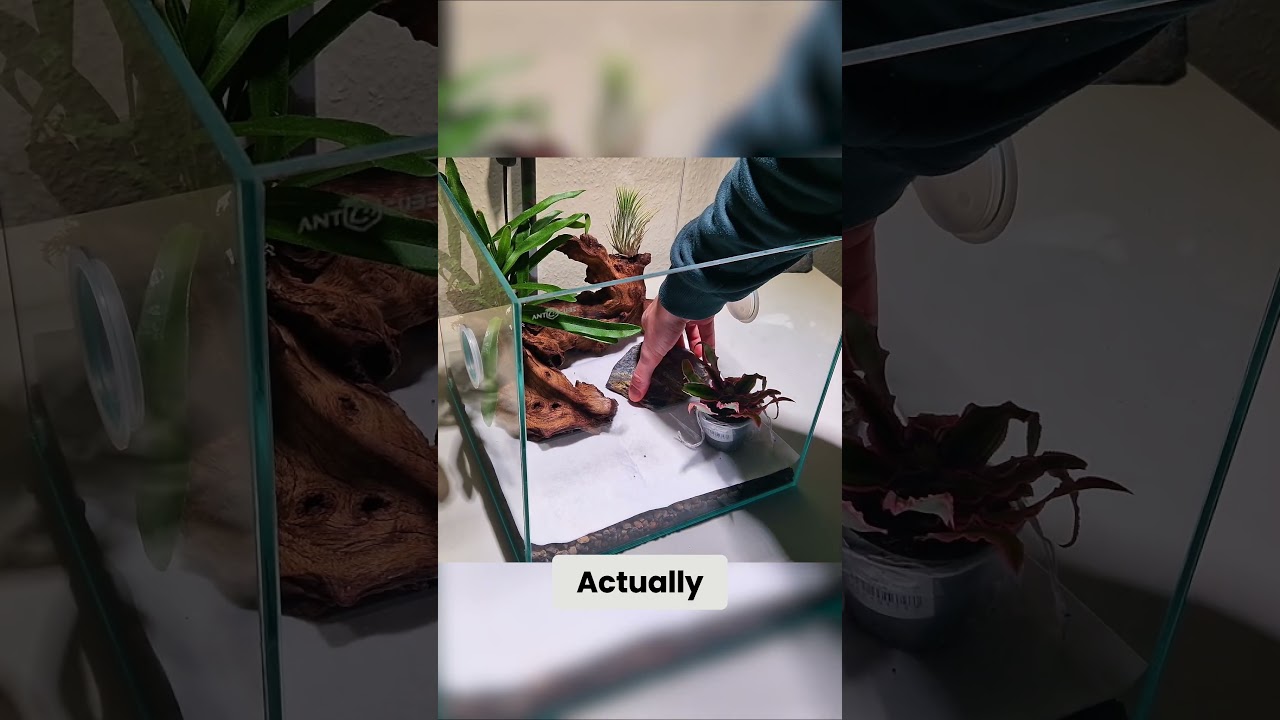 Building a Stunning Vivarium - Placement and Design Tips