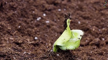 2020 JGI-UC Merced Internship: Understanding plants through single-cell transcriptomics