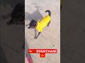 DOGS'CHASE#dogswalk#dogstravel#dogsstroller#dogslife#dogsstroll#dogswalking#dogswalker #dogschase