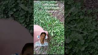 Wunderwaffe Gegen Unkraut & Löwenzahn