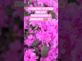 Pollinators in Action: 'PJM Elite' Rhododendron & Bumblebees 🐝🌸