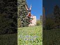 Handstand Push-ups #calistenic #balance #naturalstrength