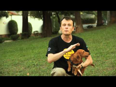 Vídeo: Como Treinar Seu Cachorrinho Dachshund No Banheiro