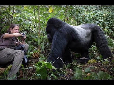 Enlightened Photographic Safaris / Penda Photo Tours - Gorilla Encounter