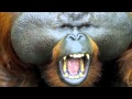 Allstar Weekend - Orangutan