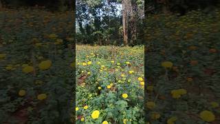 കേരളത്തിൽ ഇത് അപൂർവ്വ കാഴ്ച്ച | Marigold Farming in Kerala shorts