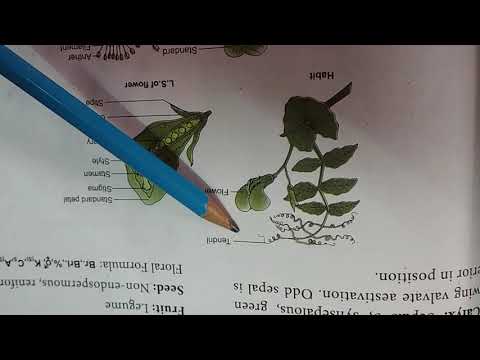 Video: Clitoria Trifoliate - Tropiese Klimmer