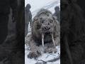 Sabre Toothed Tiger Found Frozen In Siberia Can Scientists Clone It 