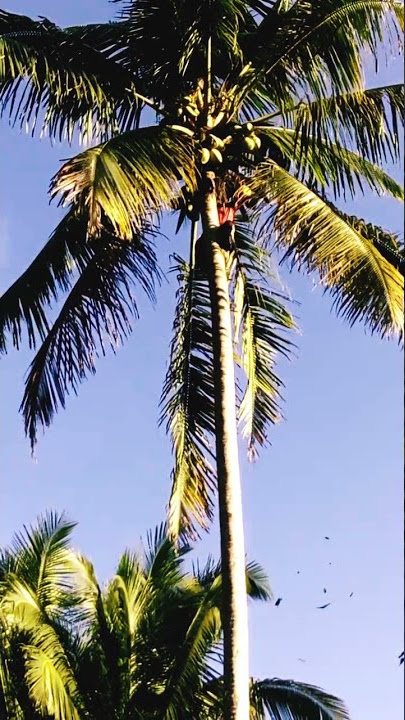 Panjat KelapaTinggi 20 meteran | coconut climbing 20 meters high #shorts #shorts #shorts