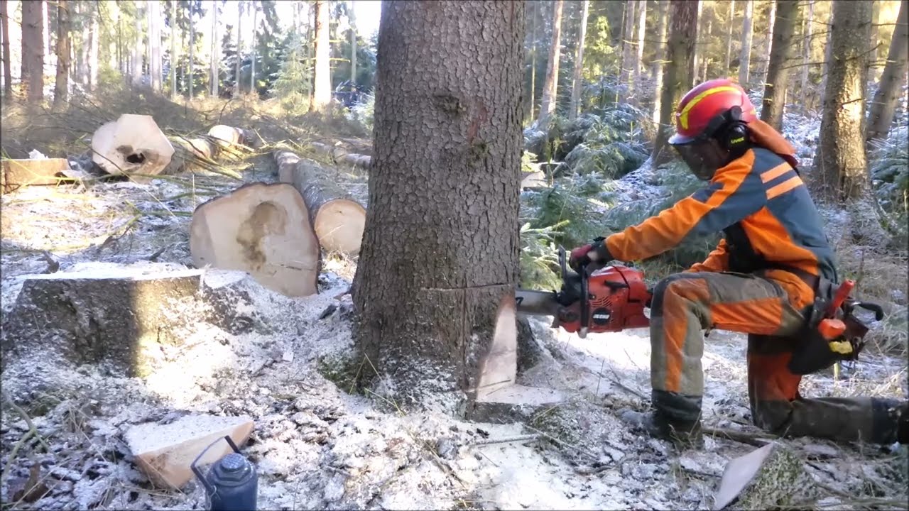 Forest job / Těžba zakloněných krajáku - Echo 621 SX #181
