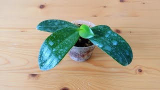 Get rid of spider mites, thrips and other pests on orchids