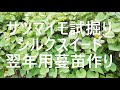 サツマイモ試し掘りシルクスイート・年越しつる苗作り