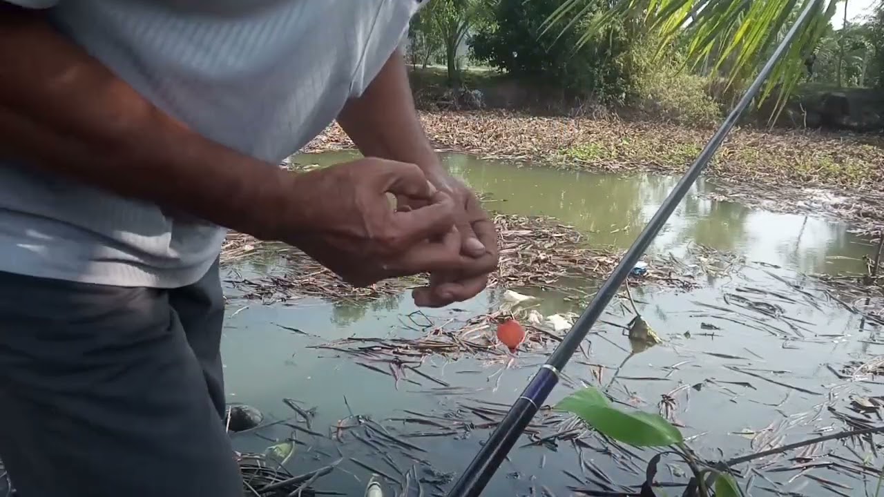 Tập 10 câu cá rô đồng cá tra sông ở nông trường Sông hậu câu hoài không hết cá 