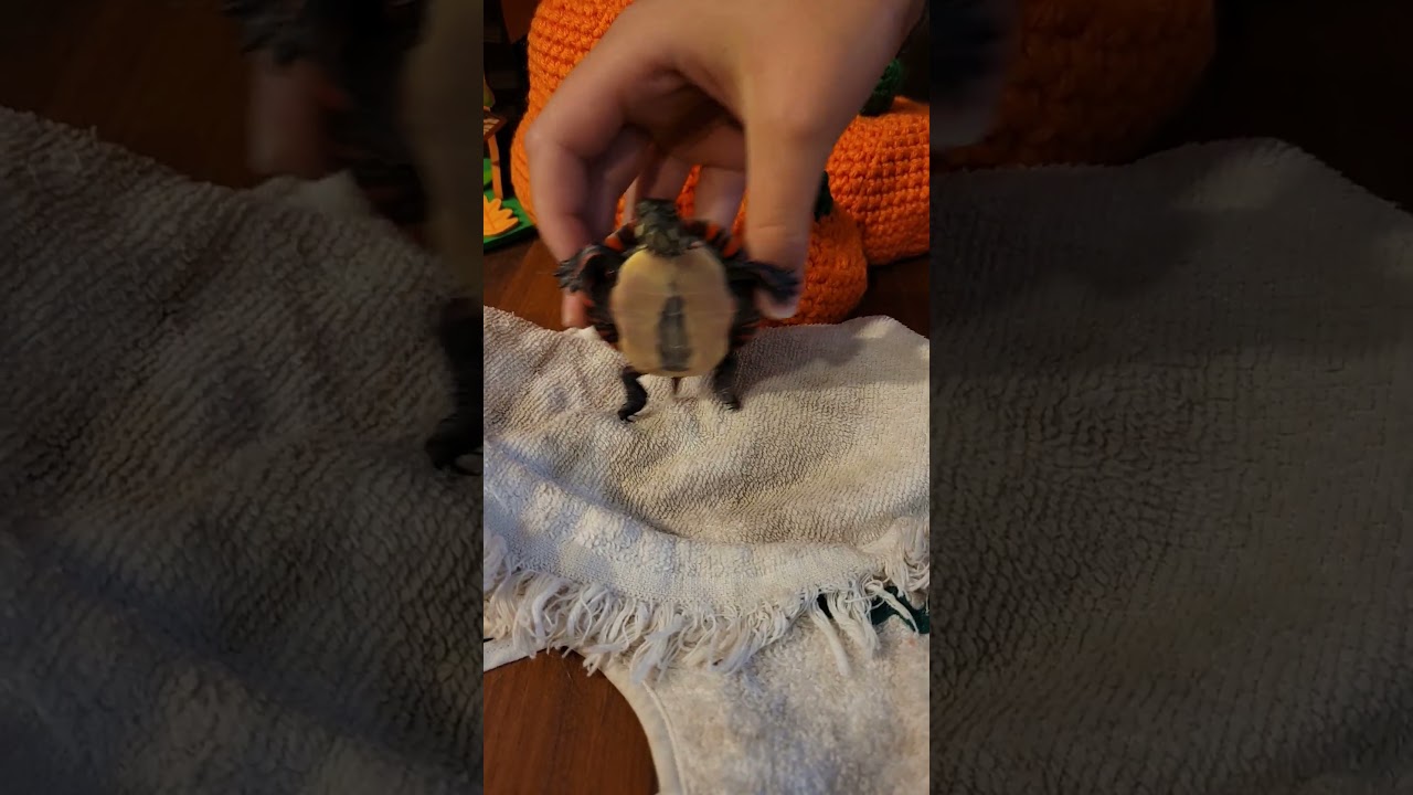 Baby turtle dances 