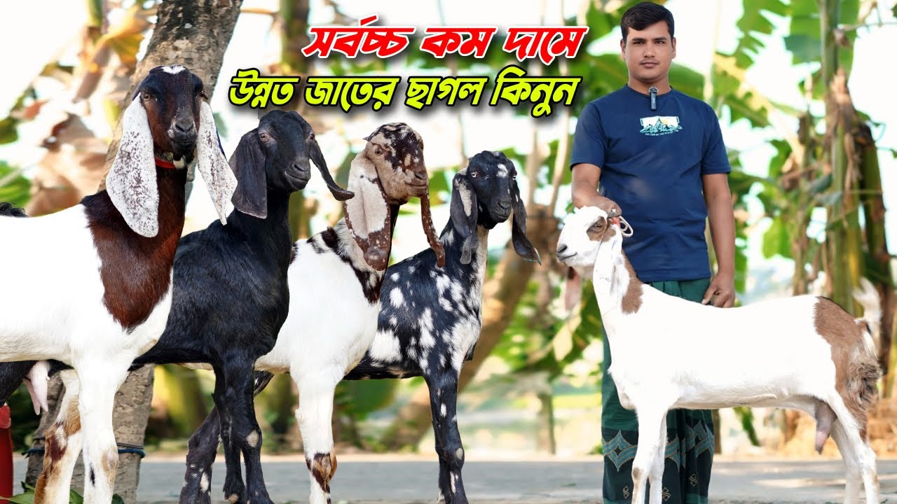সর্বচ্চ কম দামে উন্নত জাতের ছাগল সংগ্রহ করুন। উন্নত জাতের ছাগলের খামার ।