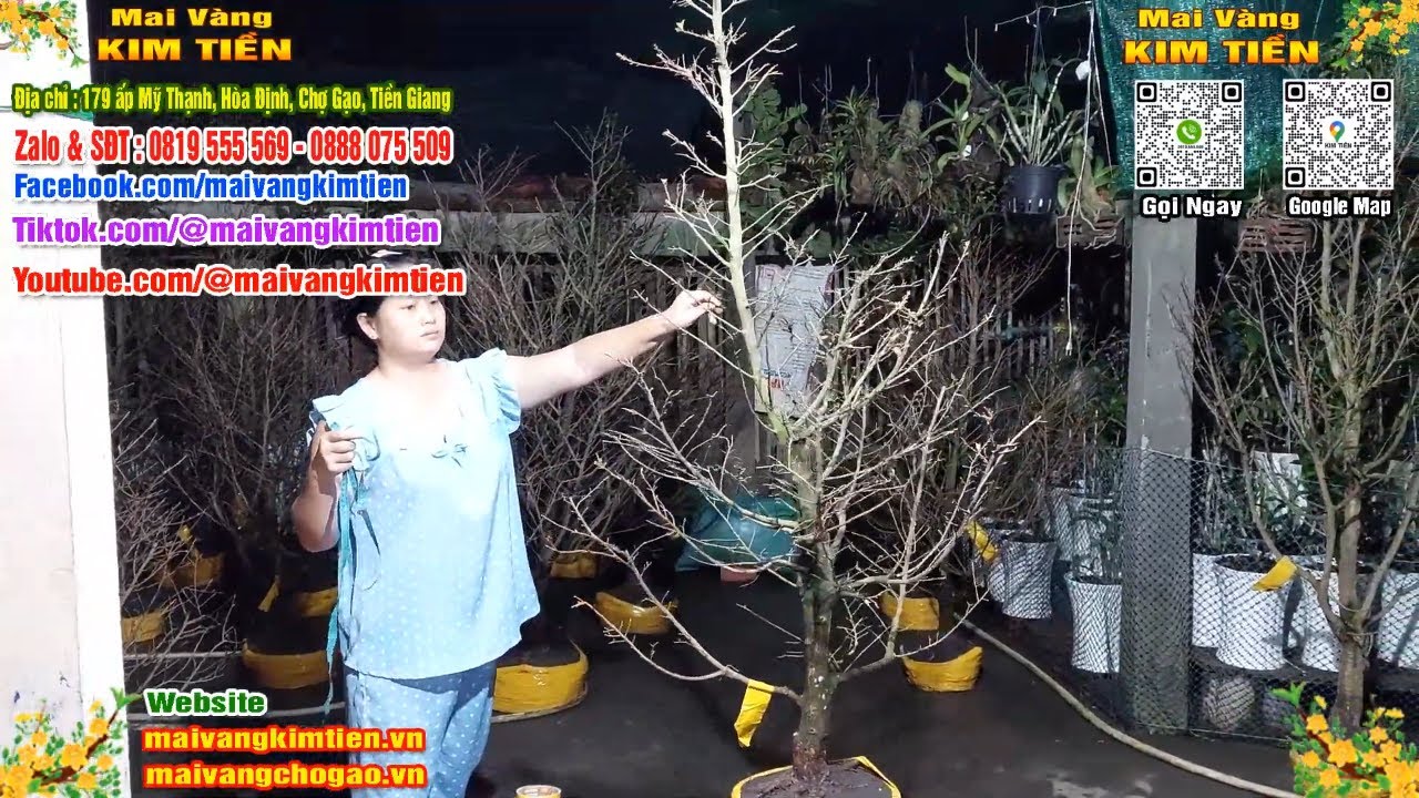 Phôi Mai Thủ Đức Giá Rẻ Bao Ship Bao Sống Toàn Quốc - Mai Vàng Kim Tiền Chợ Gạo