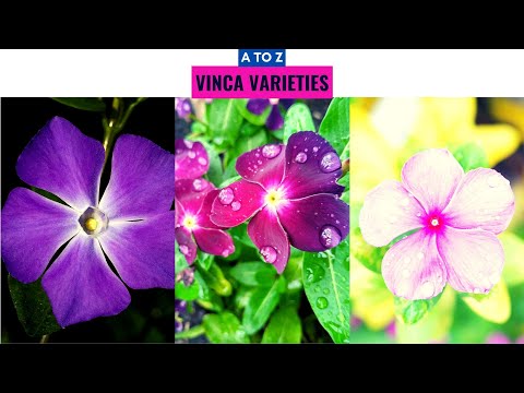วีดีโอ: Vinca มีลักษณะอย่างไร?