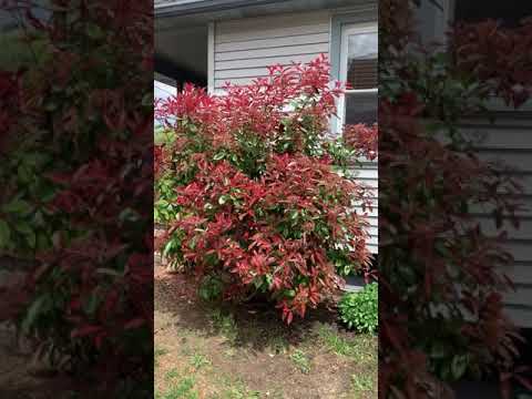 Red Tip Photinia