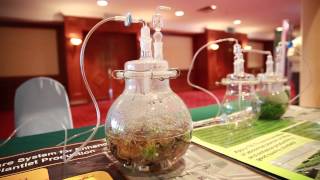 Information USM Pindah Teknologi Kultur Tisu News