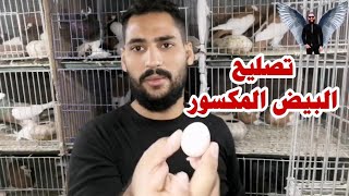 ترميم بيض الحمام المكسور من ابومريم التونسي