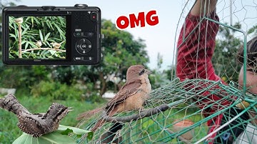 Bẫy Mào Sổng Lụm Hàng Không Ngờ - Tets Bẫy Mới | Dân Tộc Tây Bắc Tv