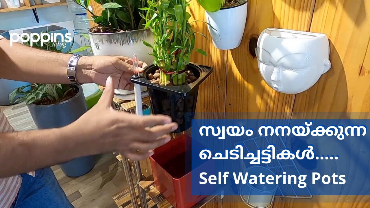 indoor plant pots malayalam ചെടിച്ചട്ടികൾ Ceramic pots