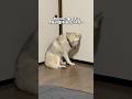 あまりの暑さに落ち込む雪国の犬ハスキーwww