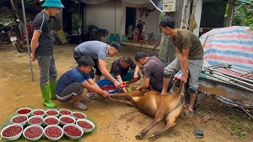 Mổ Lợn Đen Siêu Khủng 200kg, Tiết Canh Bò Rừng Ăn Thịt Sống Và Nhiều Món Độc Lạ - Nhịp Sống Tây Bắc