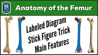 Femur Bone Anatomy: Skeletal System Lower Limb [Labeled Diagram]