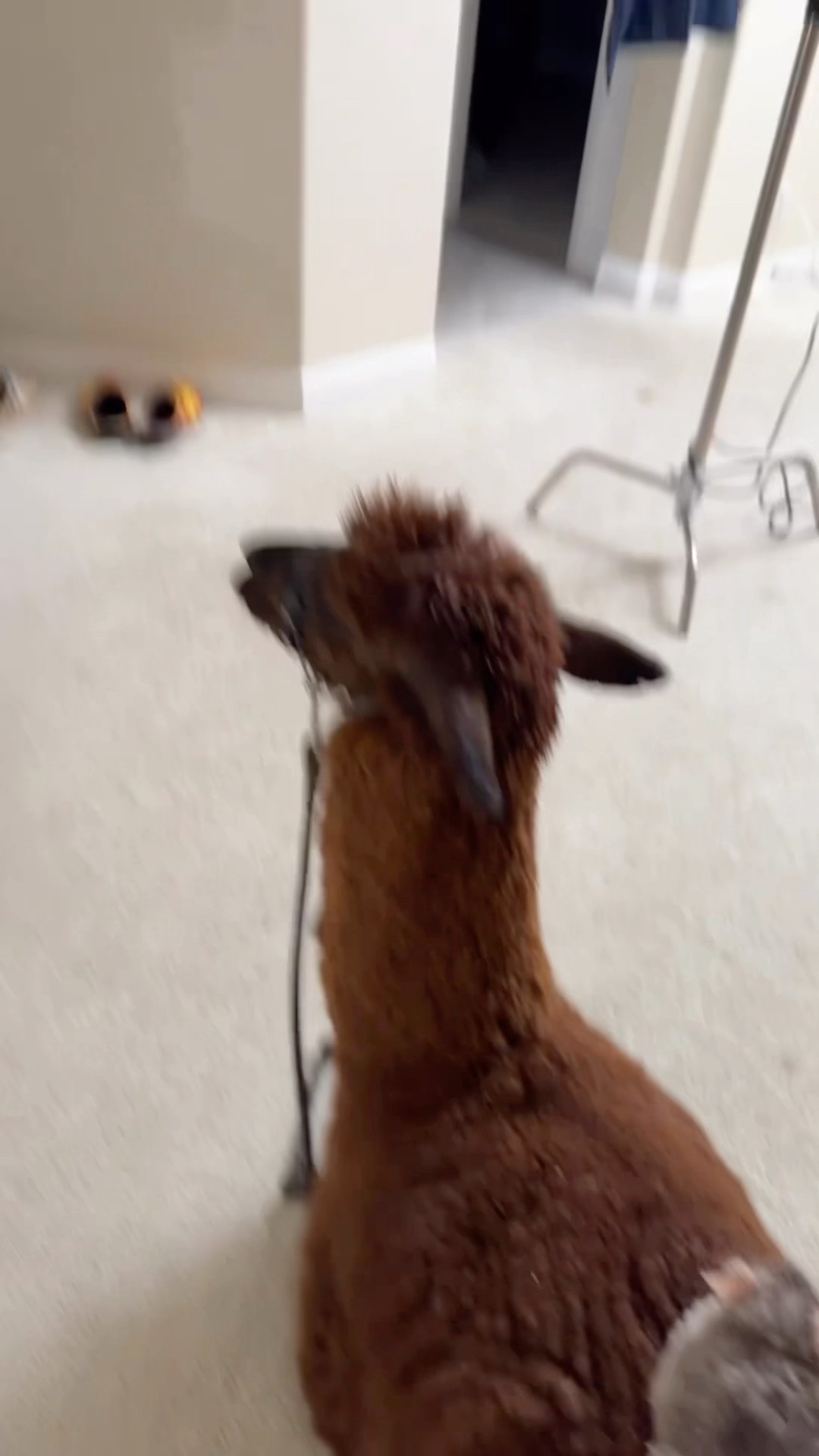 Chinchilla on a llama - nebula nibbler @Imthe_annag