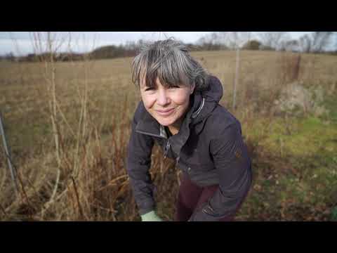 Video: Svampekage Med Hindbær