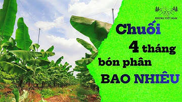 Tập 24: Cây chuối mô 4 tháng tuổi bón phân gì và cây cần bao nhiêu phân ?
