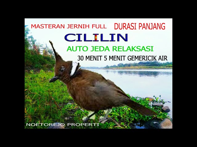 Masteran Full Durasi Panjang kicauan Cililin jernih dan rapat Jeda Gemericik air class=