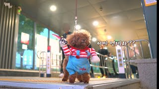 Chucky dog who went out to meet his dad at the subway station. lol