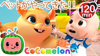 みんなのペットがやってきた！🐹🐹 | ココメロン 日本語 - 幼児向け歌とアニメ ・CoComelon 日本語吹替版