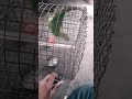 Parrot rescue part 2 viral