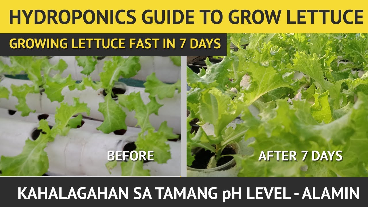 Growing Lettuce Faster / Needs Right pH Level / DIY Hydroponic Farming System YouTube