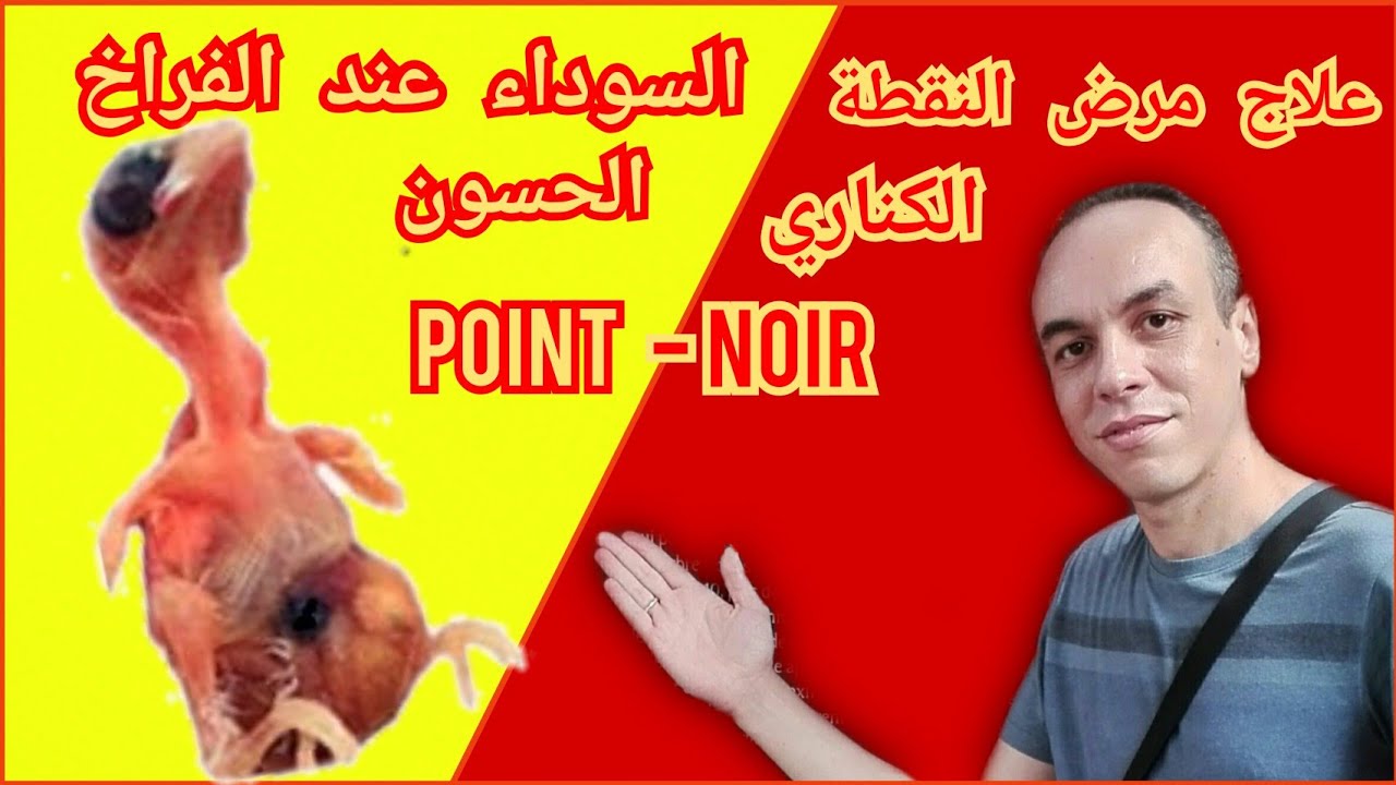علاج النقطة السوداء عند الحسون و الكناري من اليوم الأول #point_noire
