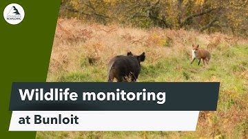 Wildlife monitoring at Bunloit - 25,000 camera trap recordings!