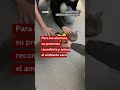 El gato de terapia que "patrulla" en una escuela | BBC Mundo
