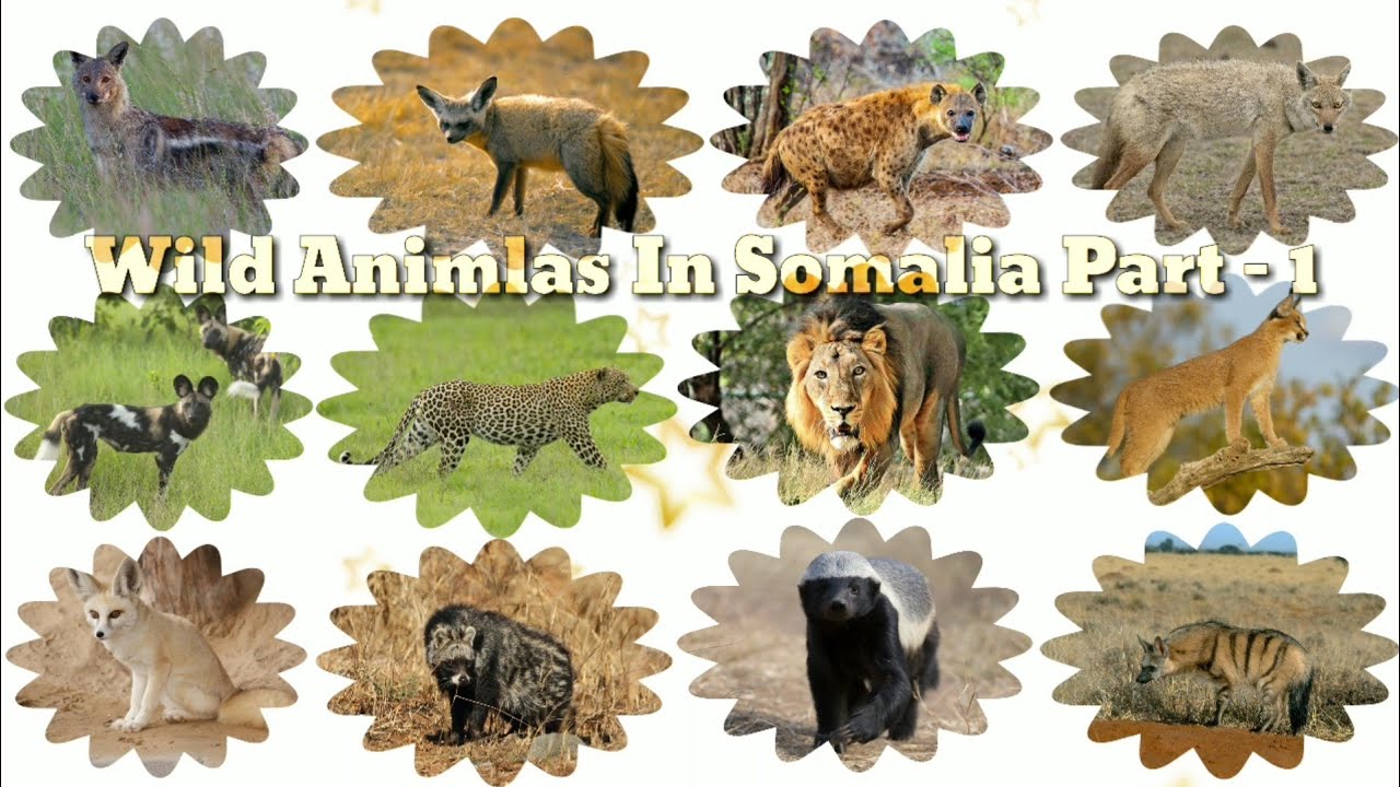 Wild Animals In Somalia | Part 1 - YouTube