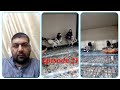 Ustad baba sikandar  episode 21  muzammal waris of pakistan pigeons