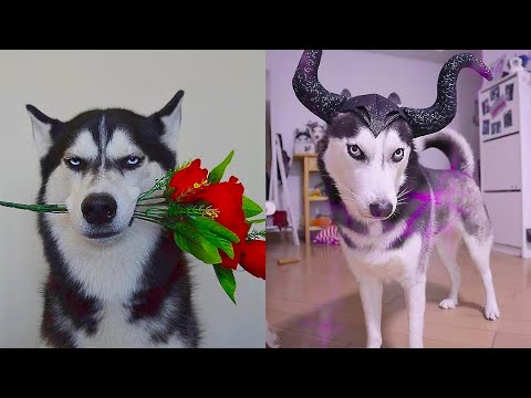 Thú Cưng TV | Gia Đình Ngáo Baby #5 | chó thông minh vui nhộn | Pets funny cute smart dog