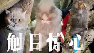 我可能发现了后院猫贩子的扔猫井