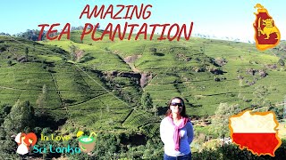 🇱🇰Sri Lankan Tea Estate I Best Tea Ever