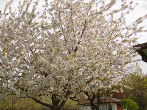 Ladies in Lavender, Violin Joshua Bell, Music Nige...